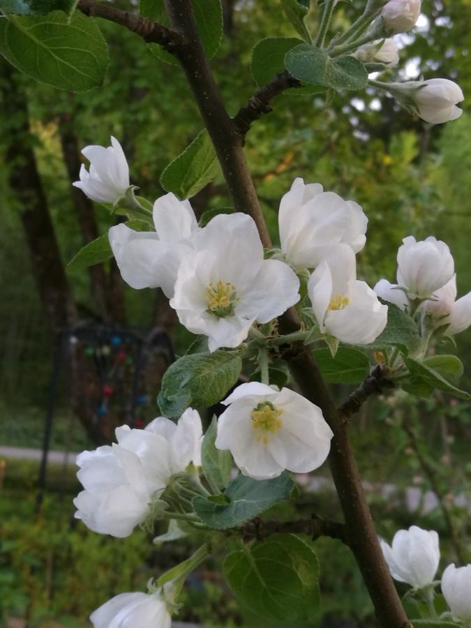 Отель Eden Billnaes Экстерьер фото